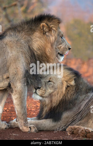 Lion (Panthera leo) frères, Zimanga Private Game Reserve, KwaZulu-Natal, Afrique du Sud, l'Afrique Banque D'Images