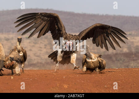 Lappetfaced vulture (Torgos tracheliotos) vautour whitebacked intimidant de l'alimentation, de l'Zimanga Private Game Reserve, KwaZulu-Natal, Afrique du Sud, l'Afrique Banque D'Images