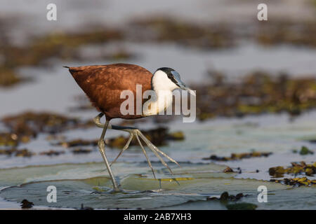 Jacana à poitrine dorée Actophilornis africanus (Afrique), la rivière de Chobe, Botswana, Africa Banque D'Images