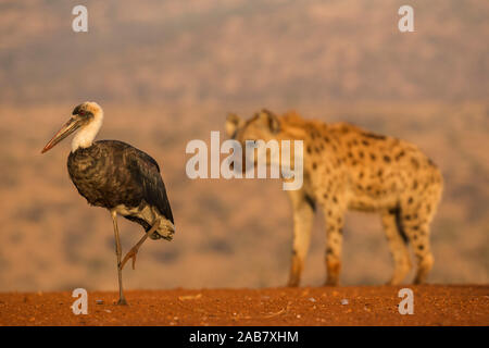 Woolly-necked stork (Ciconia episcopus), Zimanga Private Game Reserve, KwaZulu-Natal, Afrique du Sud, l'Afrique Banque D'Images