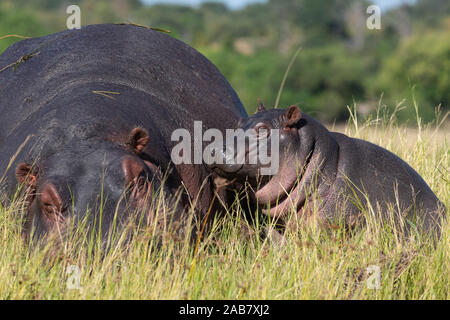 Hippopotame (Hippopotamus amphibius) et son veau, Chobe National Park, Botswana, Africa Banque D'Images