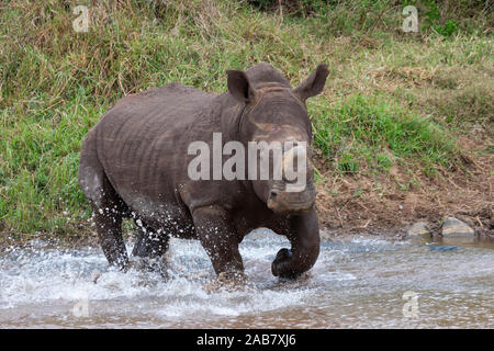 Le rhinocéros blanc (Ceratotherium simum) Bull, Zimanga Private Game Reserve, KwaZulu-Natal, Afrique du Sud, l'Afrique Banque D'Images