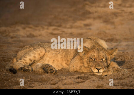Lion (Panthera leo) cub dormir, Zimanga Private Game Reserve, KwaZulu-Natal, Afrique du Sud, l'Afrique Banque D'Images