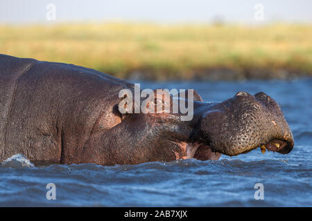 Hippopotame (Hippopotamus amphibius), Chobe National Park, Botswana, Africa Banque D'Images