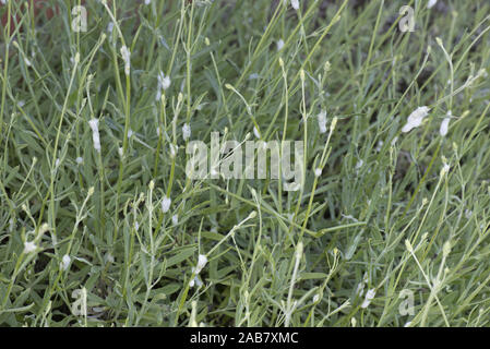 Cuckoo spit du vert prairie ou froghopper Philaneus spumarius, tiges, sur la lavande, Berkshire, juin Banque D'Images