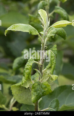 Feuille rose-curling puceron, Dysaphis devecta, dommages et déformation des feuilles sur un arbre de pommes en juin, Berkshire Banque D'Images