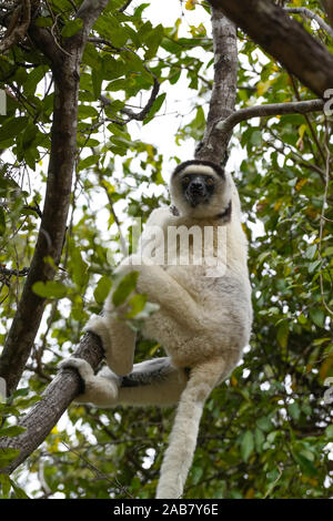 Le propithèque de verreaux (Propithecus verreauxi), Parc National d'Isalo, province de Fianarantsoa, Région Ihorombe, Madagascar, Afrique du Sud Banque D'Images