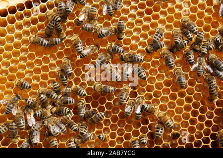 Les abeilles carnioliennes, Santa Giustina, Padova, Italie, Europe Banque D'Images