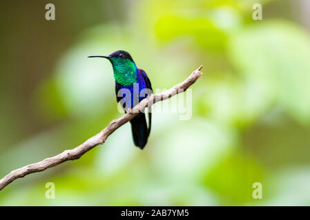 (Thalurania colombica couronné Woodnymph) une espèce de Colibri de Arenal Volcano National Park, province de Alajuela, Costa Rica, Amérique Centrale Banque D'Images
