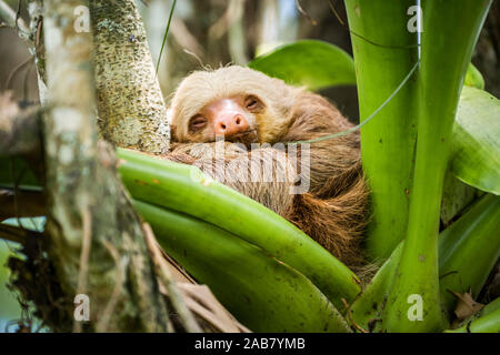 Hoffmann's deux-toed sloth (Choloepus hoffmanni), la Fortuna, Arenal National Park, province de Alajuela, Costa Rica, Amérique Centrale Banque D'Images