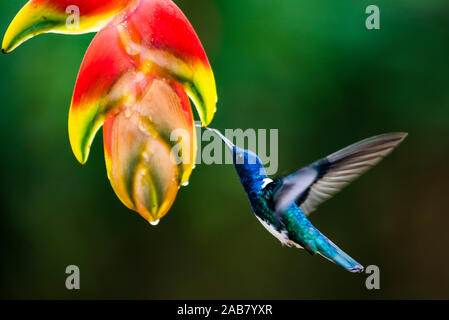 White-necked Jacobin (Florisuga mellivora) (Hummingbird), Boca Tapada, Province d'Alajuela, Costa Rica, Amérique Centrale Banque D'Images