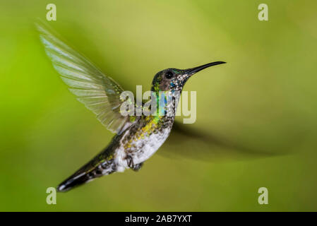 White-necked Jacobin (Florisuga mellivora) (Hummingbird), Boca Tapada, Province d'Alajuela, Costa Rica, Amérique Centrale Banque D'Images