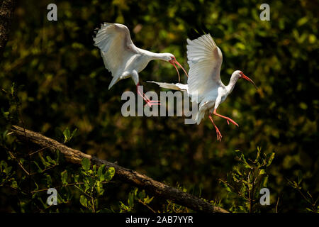 American Ibis blanc (Eudocimus albus), Herradura River, Parc National Carara, province de Puntarenas, Costa Rica, Amérique Centrale Banque D'Images