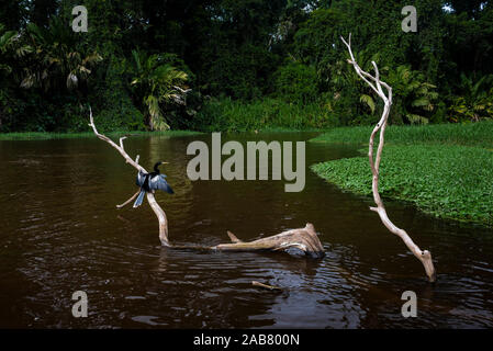 Anhinga (Anhinga anhinga) oiseau, Parc National de Tortuguero, province de Limón, Costa Rica, Amérique Centrale Banque D'Images