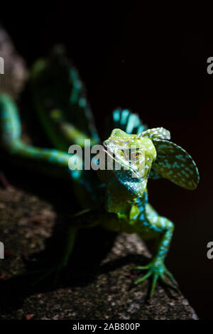 Basilic commun (Jésus Christ) (Basiliscus Basiliscus Lézard), Parc National de Tortuguero, province de Limón, Costa Rica, Amérique Centrale Banque D'Images