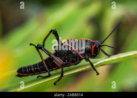 Lubber Grasshopper (Romalea guttata), Parc National de Tortuguero, province de Limón, Costa Rica, Amérique Centrale Banque D'Images