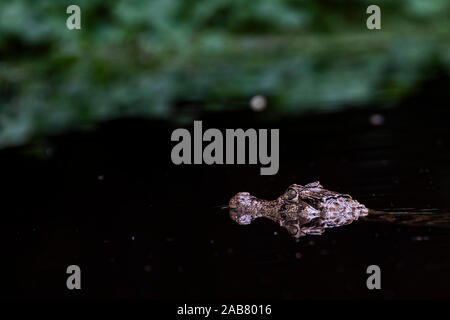 Caïman à lunettes (Caiman crocodilus), Parc National de Tortuguero, province de Limón, Costa Rica, Amérique Centrale Banque D'Images