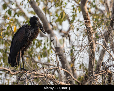 Un adulte African openbill Anastomus lamelligerus (Stork), Parc National de Mosi-oa-Tunya, Zambie, Afrique Banque D'Images
