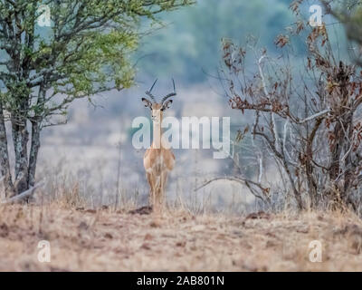 Un homme adulte Impala (Aepyceros melampus), le parc national de South Luangwa, en Zambie, l'Afrique Banque D'Images