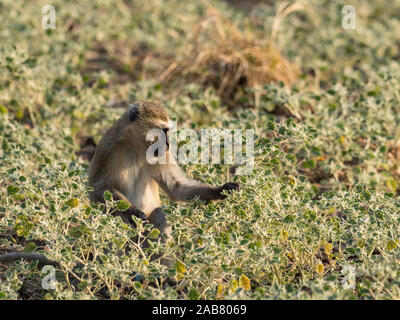 Un adulte et un singe (Chlorocebus pygerythrus), le parc national de South Luangwa, en Zambie, l'Afrique Banque D'Images