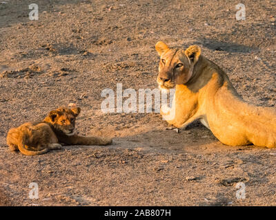 Un adulte lioness (Panthera leo) cub ludique le long de la Rivière Luangwa South Luangwa National Park, Zambie, Afrique Banque D'Images