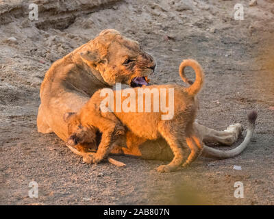 Un adulte lioness (Panthera leo) cub ludique le long de la Rivière Luangwa South Luangwa National Park, Zambie, Afrique Banque D'Images