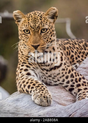 Une femelle adulte leopard (Panthera pardus), le parc national de South Luangwa, en Zambie, l'Afrique Banque D'Images