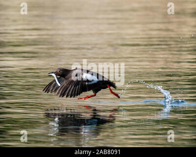 Un adulte guillemot colombin (Cepphus columba) prendre son envol avec un poisson dans la baie de géographique, Katmai National Park, Alaska, Amérique du Nord Banque D'Images