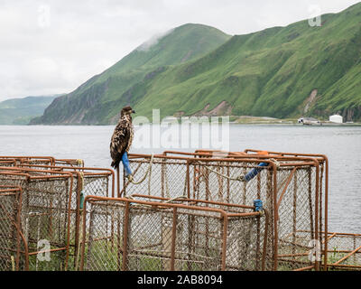 La pygargue à tête blanche (Haliaeetus leucocephalus), le roi des casiers à crabe dans la ville de Dutch Harbor, l'île Unalaska, Alaska, Amérique du Nord Banque D'Images