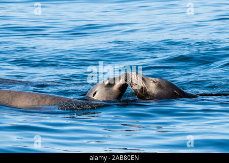 Enjoué de Californie (Zalophus californianus), au couple sitting in Beach Chairs, Baja California Sur, au Mexique, en Amérique du Nord Banque D'Images