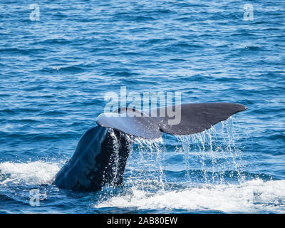 Des profils cachalot (Physeter macrocephalus) plongée sous-marine au large de Isla San Jose, Baja California Sur, au Mexique, en Amérique du Nord Banque D'Images