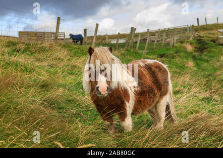 Poney Shetland rouge et blanc dans le champ, un célèbre et unique race rustique, Westerwick, West Mainland, îles Shetland, Écosse, Royaume-Uni Banque D'Images