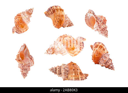 Collection de coquilles de mer tatufa sous différents angles. Ensemble de coquillages tropicaux vide clam. Isolé sur fond blanc. Banque D'Images