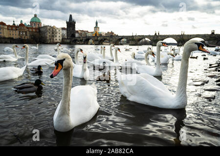 Les cygnes se rassemblent sur les rives de la rivière Vltava avec en arrière-plan le Pont Charles, Prague, République Tchèque, Europe Banque D'Images