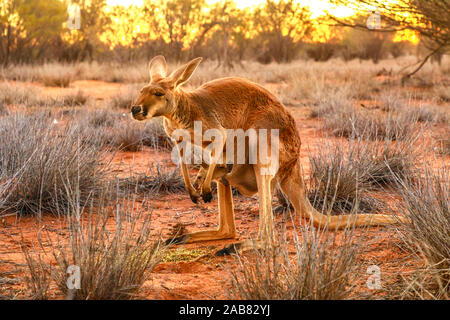 Vue latérale du kangourou rouge (Macropus rufus) avec Joey dans sa pochette, au coucher du soleil, au centre rouge, Territoire du Nord, Australie, Pacifique Banque D'Images