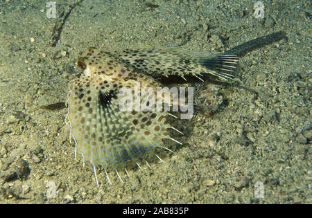 Le grondin volant Oriental (Dactyloptena orientalis), généralement vu sur sable à côté de l'eau profonde où il rampe lentement sur substrat en utilisant surface vent Banque D'Images