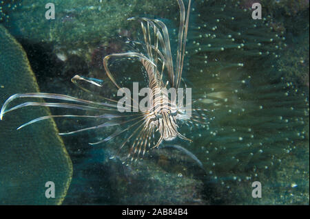 Poisson-papillon rouge (Pterois volitans), dans les récifs rocheux. Très répandu dans les eaux tropicales, mais vu même dans le port de Sydney. Îles solitaires, New South Wal Banque D'Images