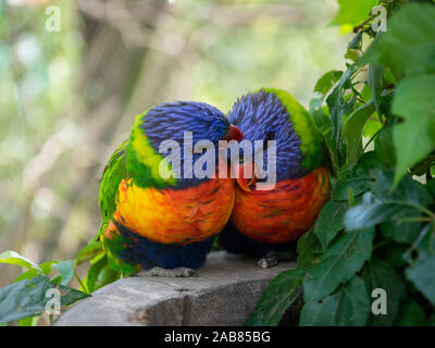 Profondeur de champ étroit tourné de deux têtes pourpres arc-en-ciel se lissant les uns les autres sur un bassin en pierre. Banque D'Images