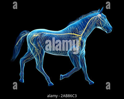 Rendu 3D précis médicalement illustration de l'anatomie équine - le système nerveux Banque D'Images