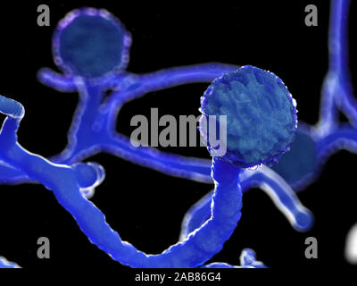 Rendu 3d illustration de la moule mucor Banque D'Images