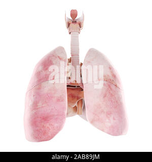 Médicalement en rendu 3d illustration de l'exacte de coeur et de poumon Banque D'Images