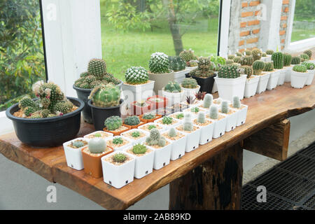 Absorber le rayonnement de cactus ou plantes Bricolage Décoration