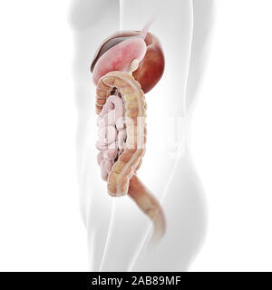 Médicalement en rendu 3d illustration de la précision du système digestif humain Banque D'Images
