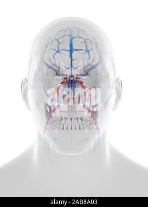 Médicalement en rendu 3d illustration de la précision du système vasculaire de la tête et du cerveau Banque D'Images