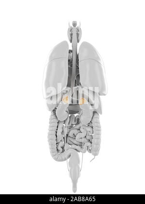 Médicalement en rendu 3d illustration précise des glandes surrénales Banque D'Images