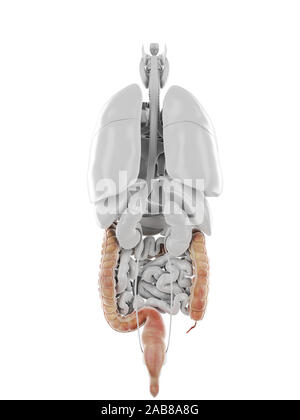 Médicalement en rendu 3d illustration précise du côlon Banque D'Images