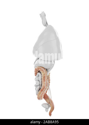 Médicalement en rendu 3d illustration précise du côlon Banque D'Images