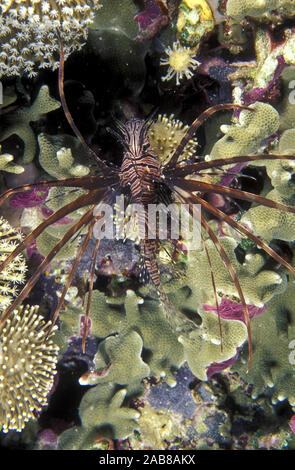 Poisson-papillon rouge (Pterois volitans), se nourrit principalement d'autres poissons, souvent dans des groupes de chasse.. Îles Salomon Banque D'Images