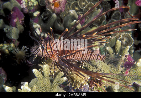 Poisson-papillon rouge (Pterois volitans), se nourrit principalement d'autres poissons, souvent dans des groupes de chasse. Îles Salomon Banque D'Images