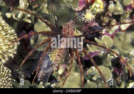 Poisson-papillon rouge (Pterois volitans), se nourrit principalement d'autres poissons, souvent dans des groupes de chasse. Îles Salomon Banque D'Images